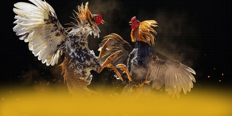 SUNWIN - Lời kết một cách chi tiết.